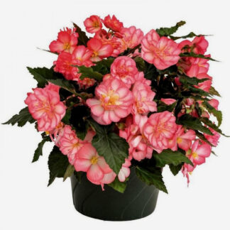 Begonia Non Stop Joy Rose Picotee