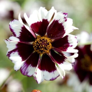 Coreopsis Hybrida Incredible Swirl