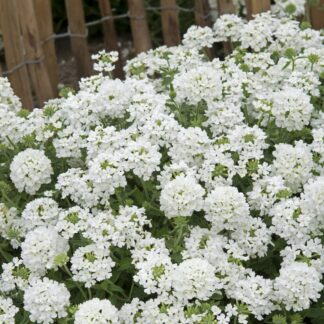Verbena Hybrida Scentsation White