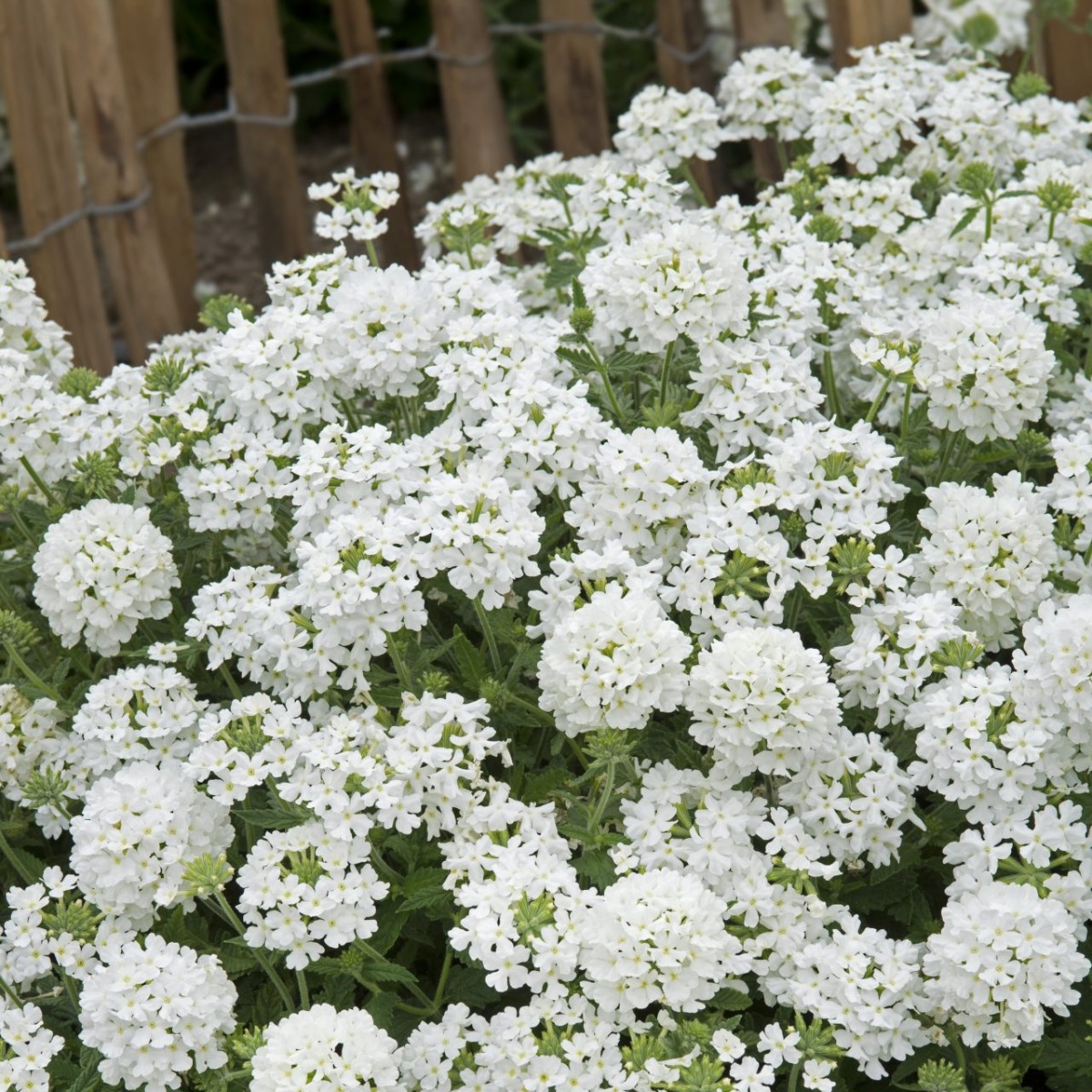 Verbena Hybrida Scentsation White