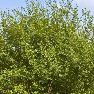 Salix Aurita - Eared Willow