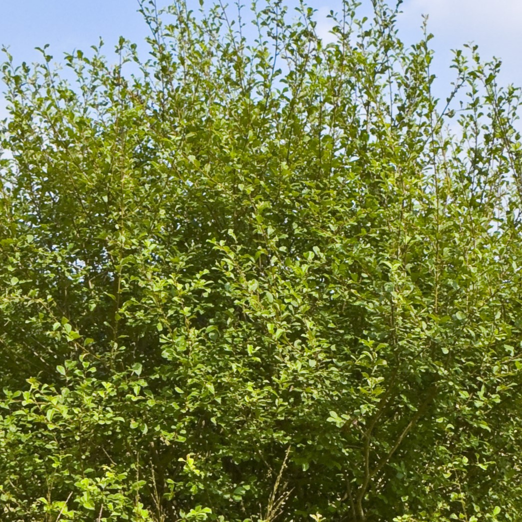 Salix Aurita - Eared Willow