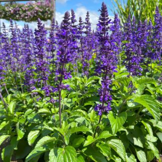 Salvia Mystic Spire - in Bud & Bloom