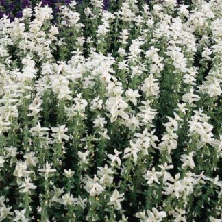 Sage Plant - Salvia Horminum White Swan - Painted Sage