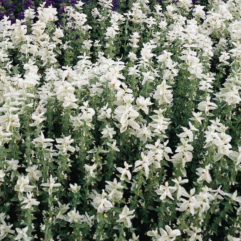 Sage Plant - Salvia Horminum White Swan - Painted Sage