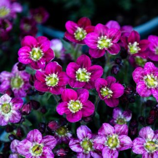 Saxifraga Mossy Red - Saxifrage Plants