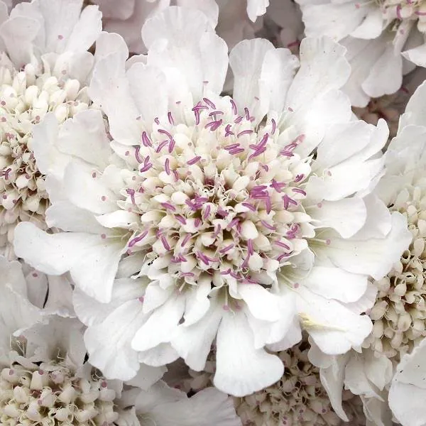 Scabiosa Incisa Kodo White - Scabious