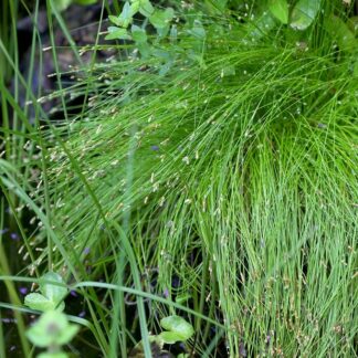 Scirpus Cernuus - Isolepis Cernua Fiber Optic Plant