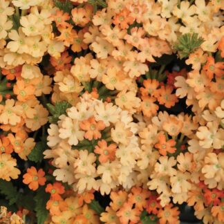 Verbena Hybrida Obsession Apricot