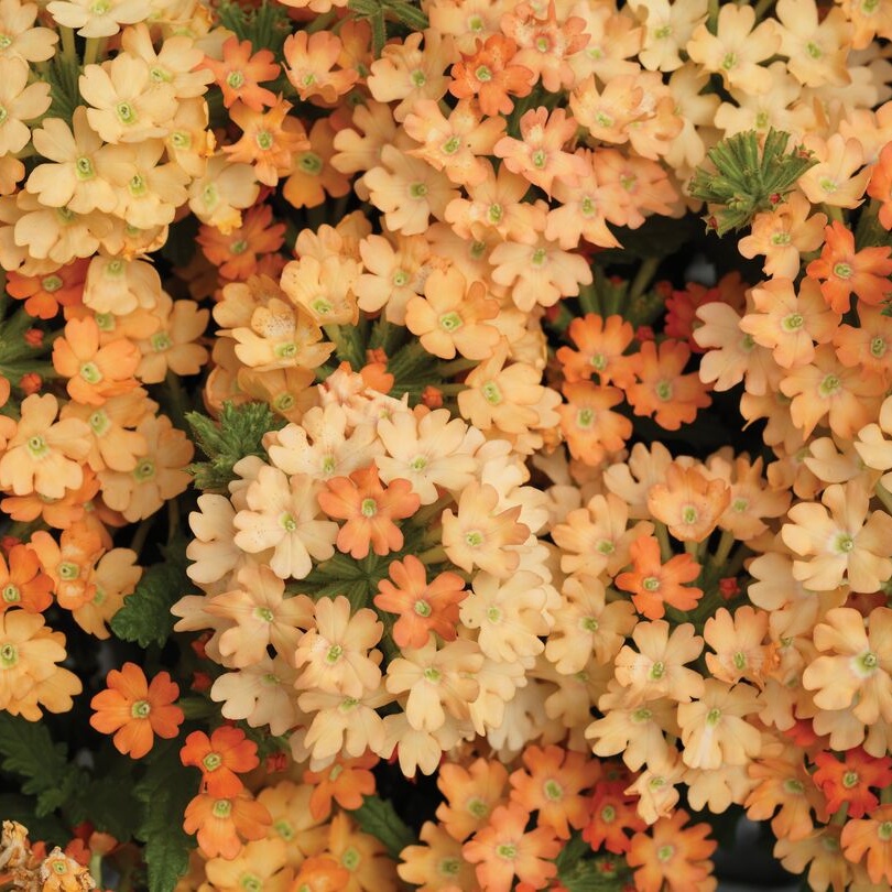 Verbena Hybrida Obsession Apricot