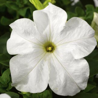 Petunia Grandflora Tritunia Fresh White