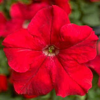 Petunia Grandflora Tritunia Red