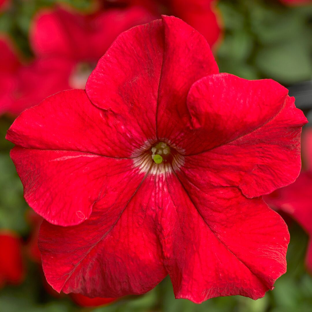 Petunia Grandflora Tritunia Red