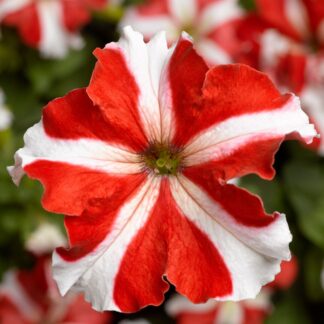 Petunia Grandflora Tritunia Red Star