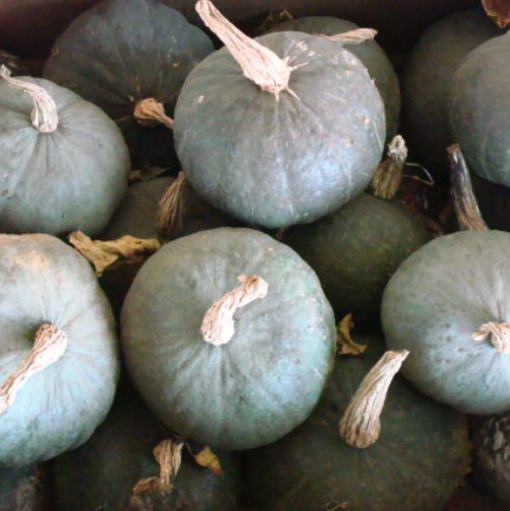Squash Plant 'Strawberry Crown'