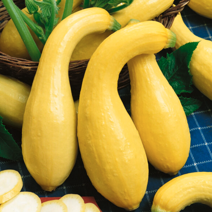 Squash Plant 'Summer Crookneck'