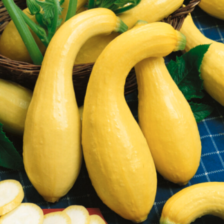 Squash Plant 'Summer Crookneck'