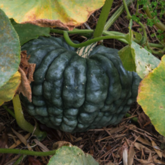 Italian Pumpkin - Squash Plant 'Marina Di Chioggia'