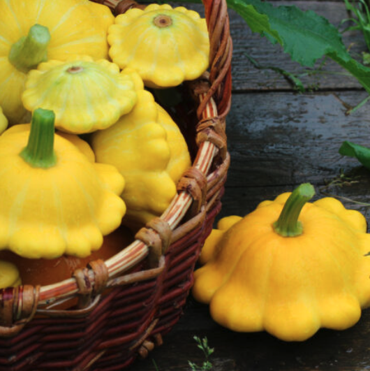 Squash Plant 'Early Yellow Bush Scallop' - Patty Pan
