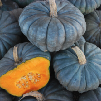 Squash Plant 'Queensland Blue'