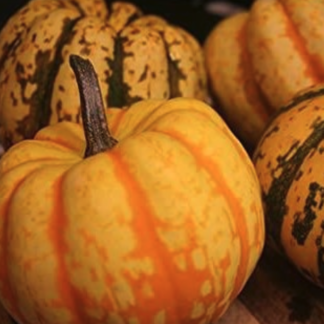 Squash Plant 'Celebration'