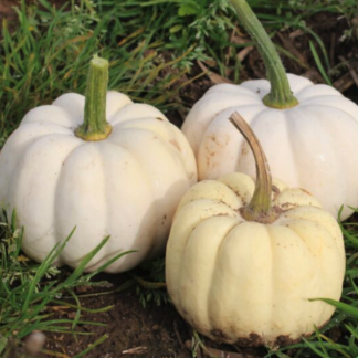 Pumpkin Plant 'Casperita'