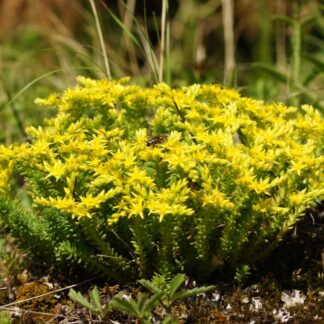 Sedum Sexangulare - Tasteless Stonecrop