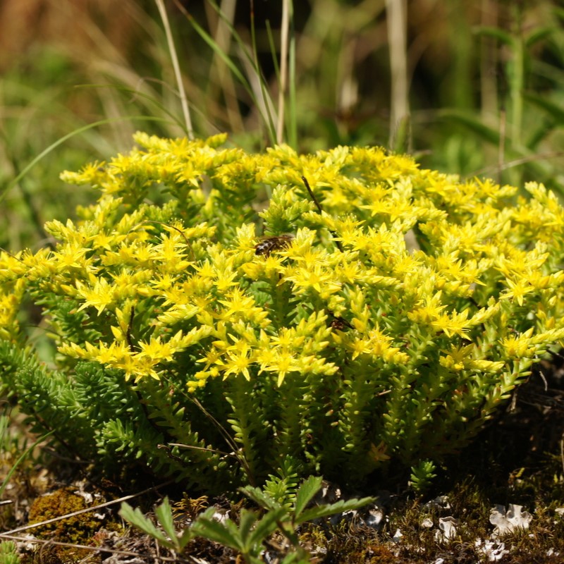 Sedum Sexangulare - Tasteless Stonecrop
