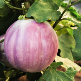 Aubergine Plant 'Rotonda Bianca Sfumata Di Rosa'