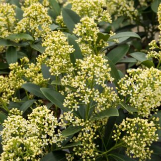 Skimmia Japonica Finchy