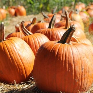Pumpkin Plant 'Howden'