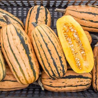 Squash Plant 'Delicata Honeyboat'