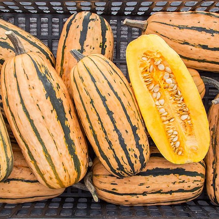 Squash Plant 'Delicata Honeyboat'