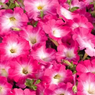 Petunia Grandflora Storm Pink Morn