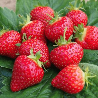 Strawberry 'Fresca'
