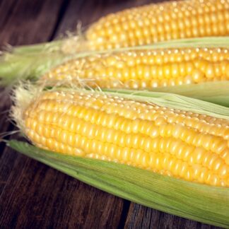 Large Sweetcorn Plant 'Earlking F1'
