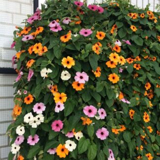 Thunbergia Alata Mix - Black-Eyed Susan Vine