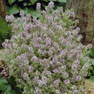 Thyme Silver Queen - Thymus