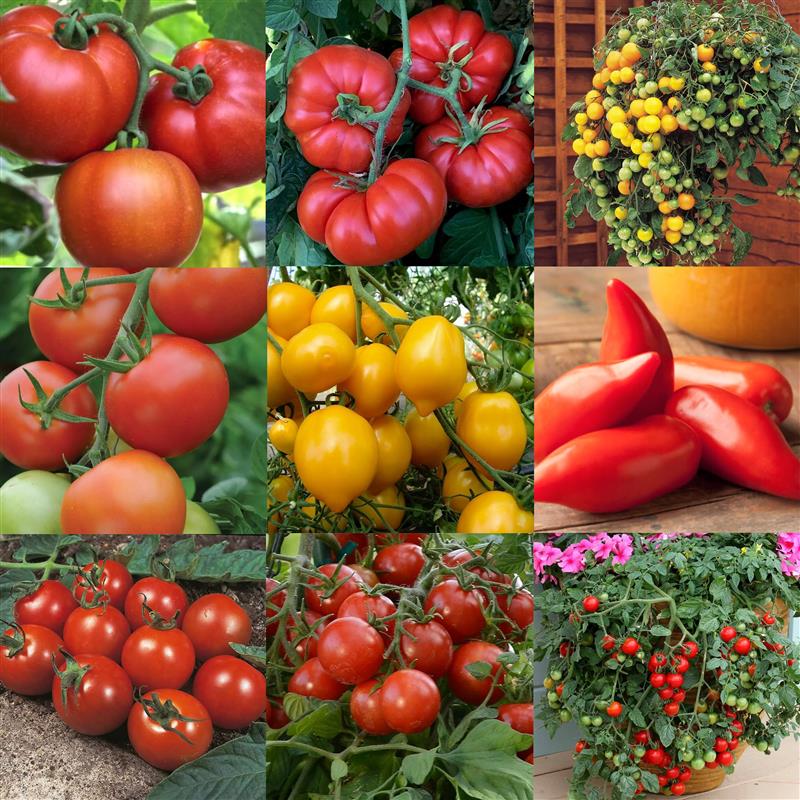 'Tom-Bola' - Nursery Choice of Tomato Plants - Lucky Dip