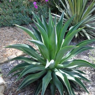 Agave Desmettiana - 30cm Tall