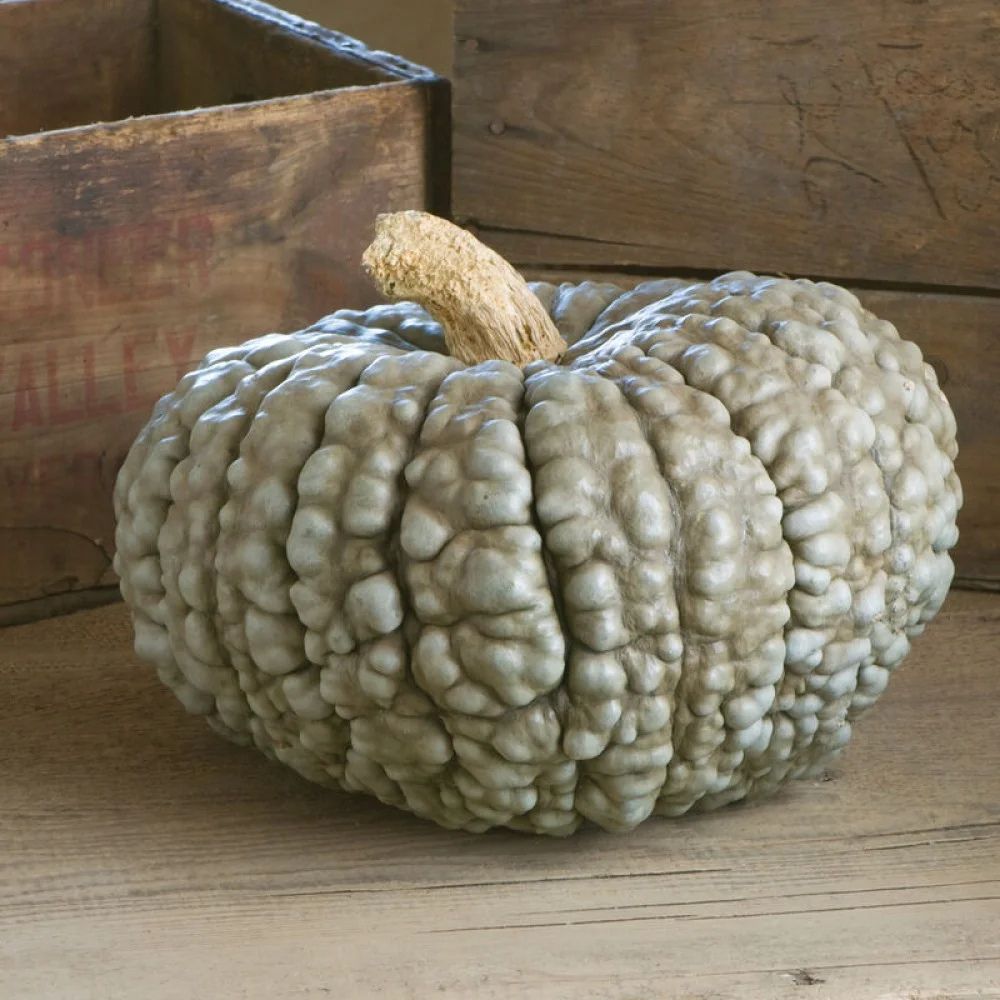 Italian Pumpkin - Squash Plant 'Marina Di Chioggia'