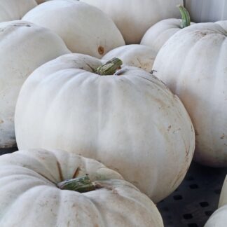 Pumpkin Plant 'Lumina White'