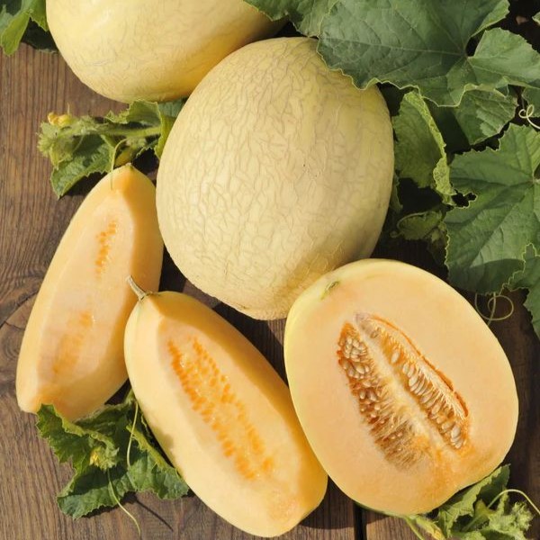 Melon Plant 'Emir'