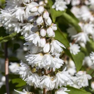 Deutzia × Magnifica