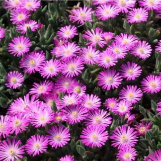 Delosperma Aberdeenense - Aberdeen Dew Plant
