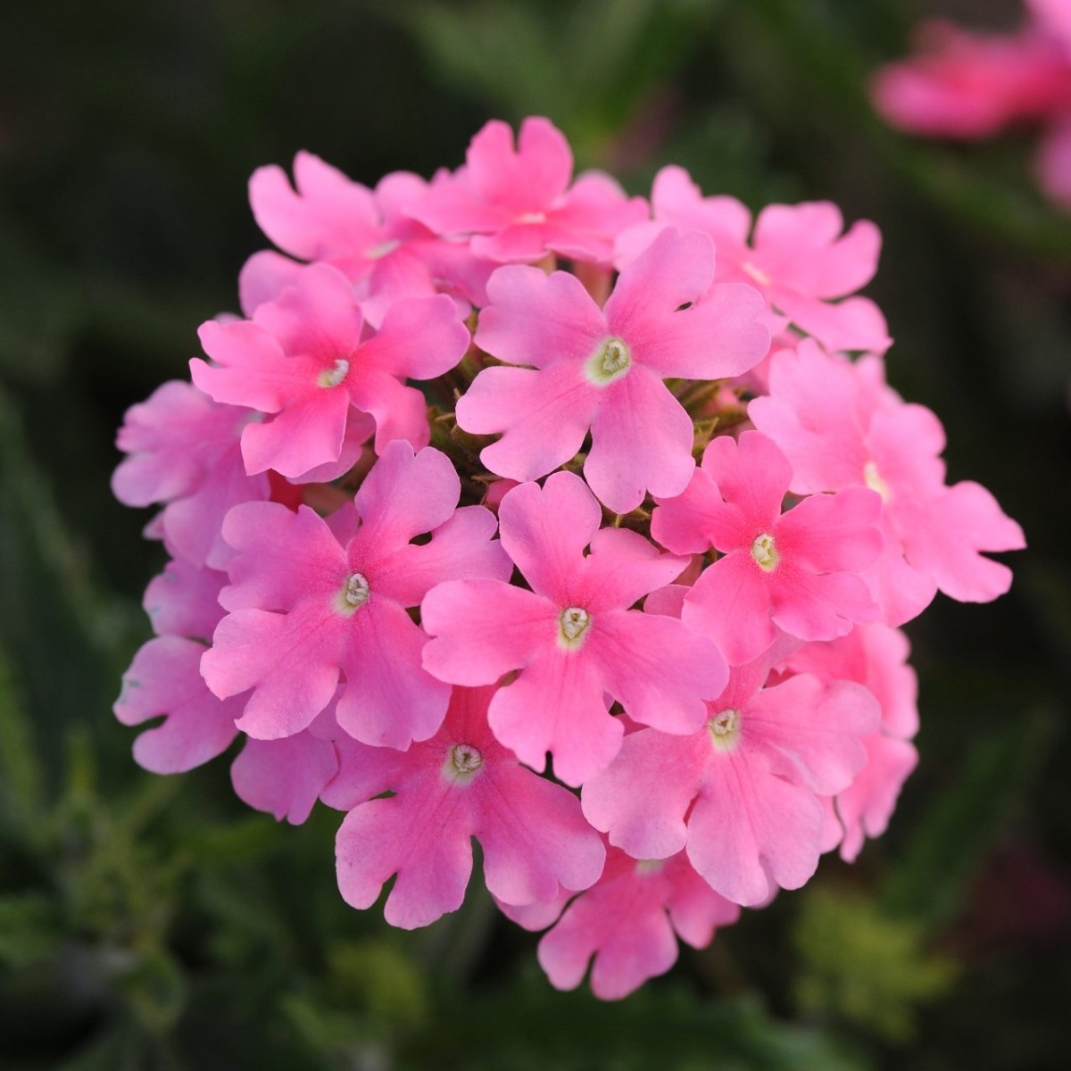 Verbena Hybrida Quartz Xp - Pink