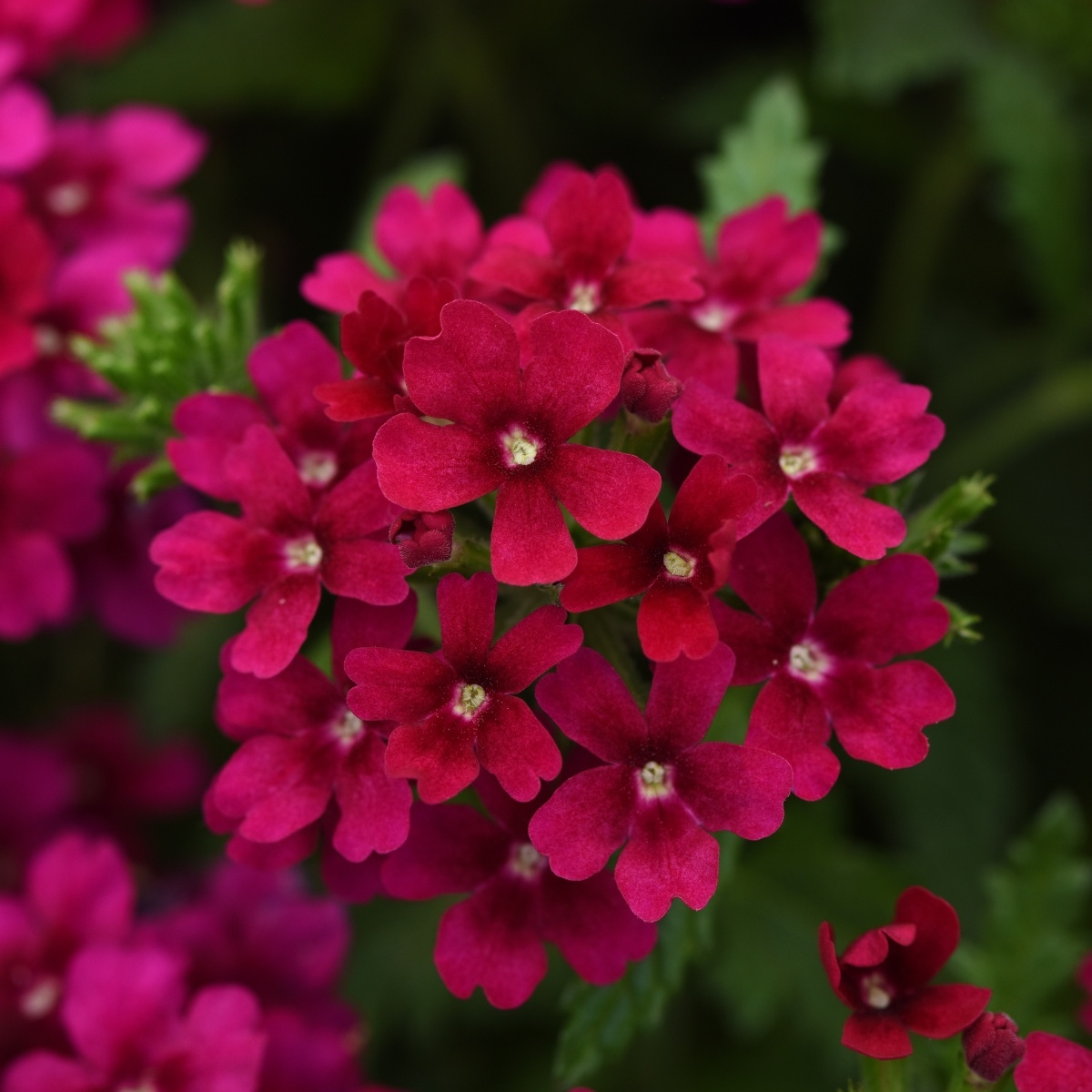 Verbena Hybrida Quartz Xp - Bordeaux