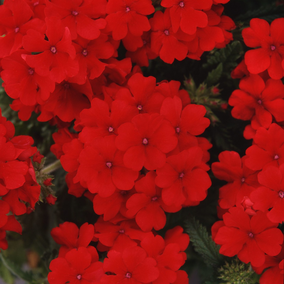 Verbena Hybrida Quartz Xp - Scarlet