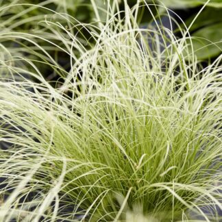 Carex Comans 'Amazon Mist'
