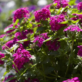 Verbena 'Bright Rose'